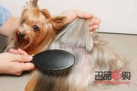 怎么给狗狗做美容(怎么给狗狗美容,给狗狗美容的8个步骤)