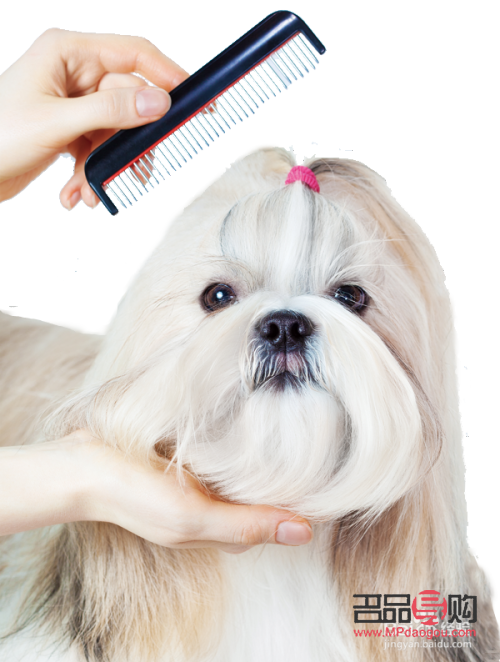 怎么给狗狗做美容(怎么给狗狗美容,给狗狗美容的8个步骤)