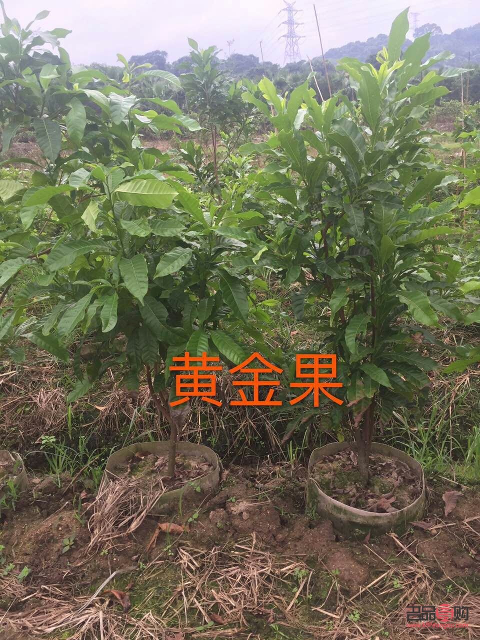 黄金行情分析建议(今日黄金行情分析建议)