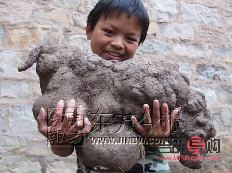 何首乌与美容：古老草药的现代魅力