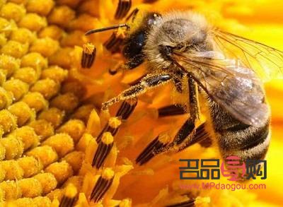 蜂胶怎么美容(蜂胶怎么美容养颜)