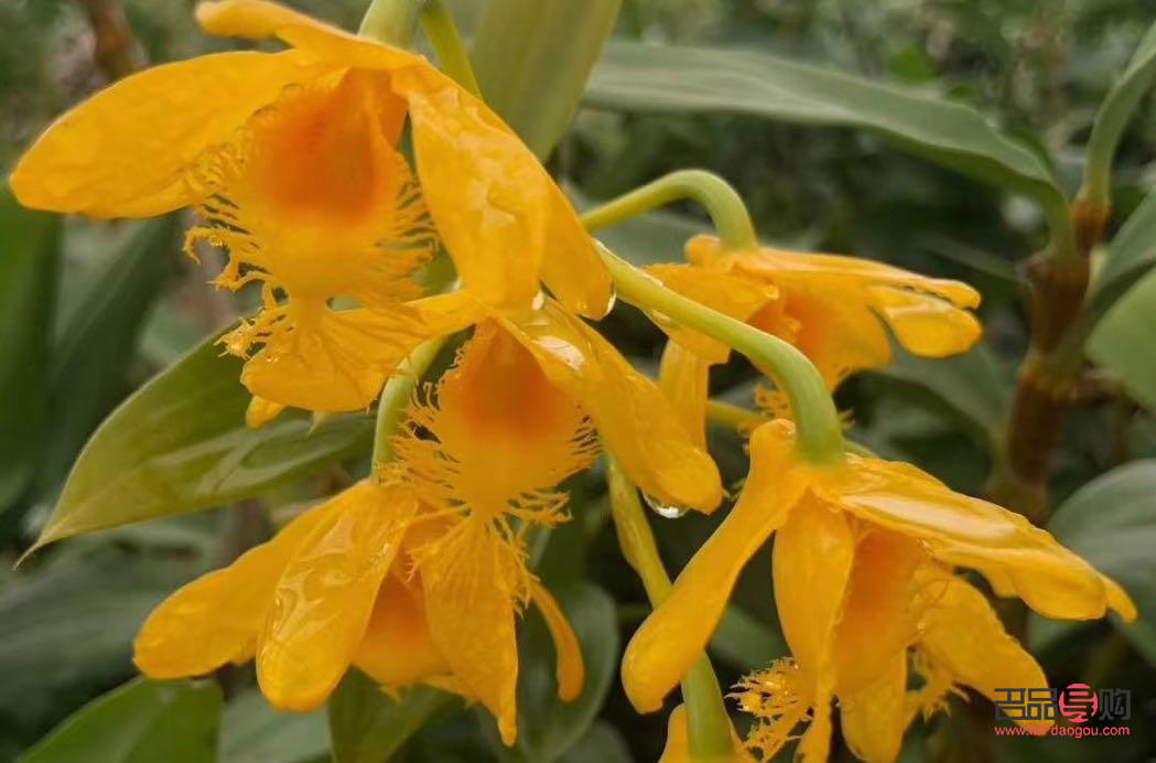 <h3>泡什么能美容养颜？探索最佳的养颜泡饮</h3>