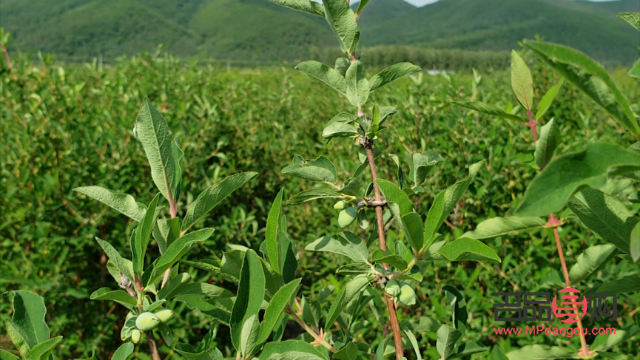 蜂蜜美容秘籍：让肌肤甜蜜焕发的使用方法