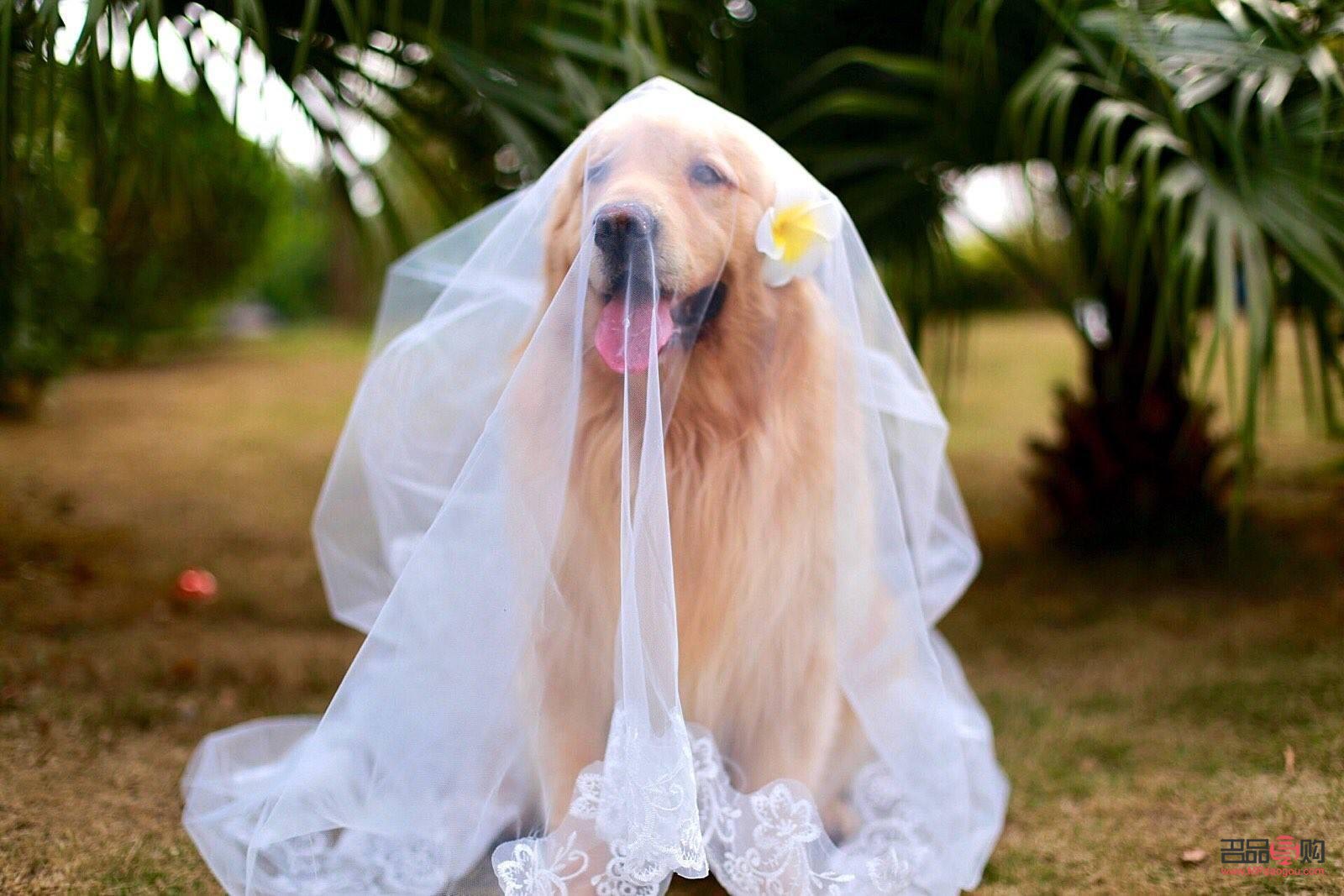 怎么给金毛护理身体好(怎么给金毛护理身体好一点)