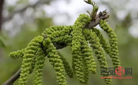 核桃花能美容吗(核桃花能美容吗怎么吃)