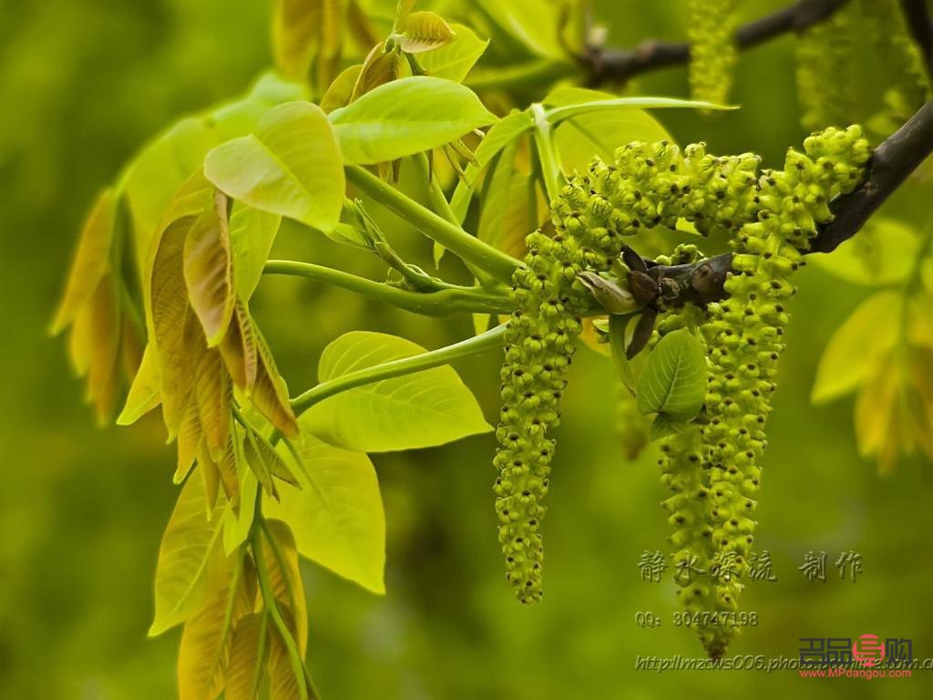 核桃花能美容吗(核桃花能美容吗怎么吃)