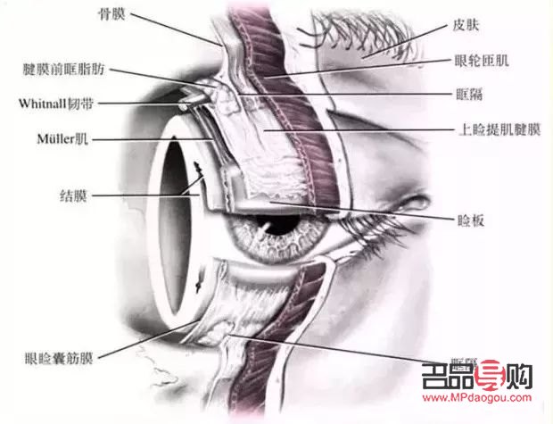 双眼皮变成单眼皮还能变回去吗(双眼皮变成单眼皮还能变回去吗图片)