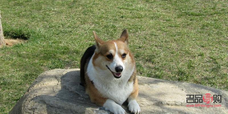 <h3>柯基犬的身体护理全攻略</h3>