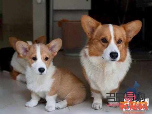 <h3>柯基犬的身体护理全攻略</h3>