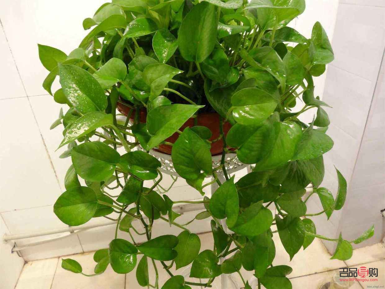 美容可以用啤酒吗(美容可以用啤酒吗)