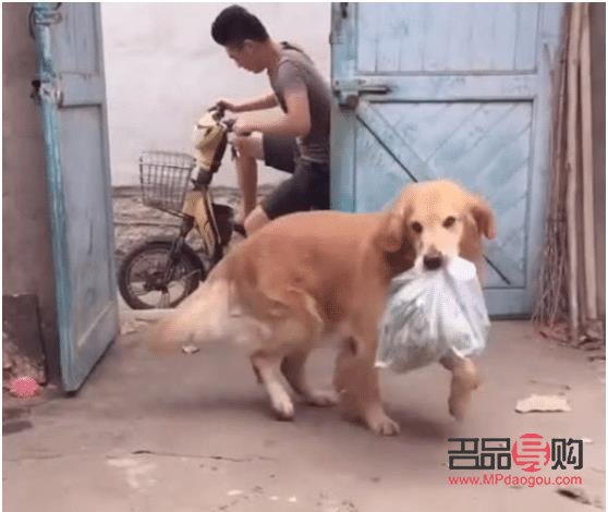 怎么要金毛听话的礼物(怎么要金毛听话的礼物给主人)