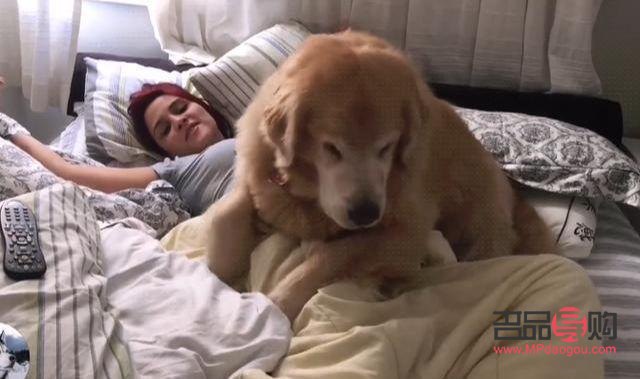 怎么要金毛听话的礼物(怎么要金毛听话的礼物给主人)