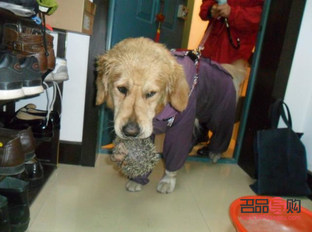 怎么要金毛听话的礼物(怎么要金毛听话的礼物给主人)