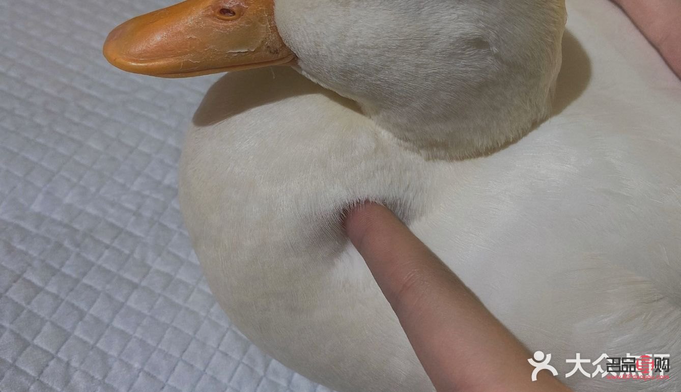 <h3>美容院与鸭子：一场意外的跨界碰撞</h3>