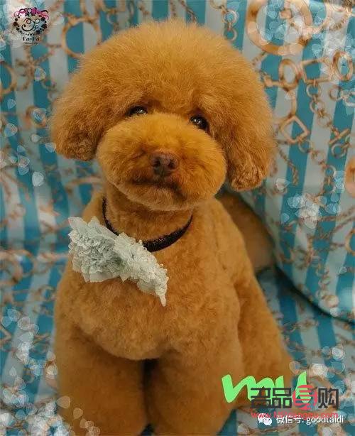 <h1>泰迪美容全攻略：打造萌宠新造型</h1>