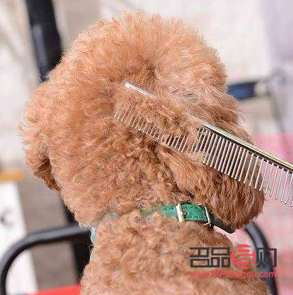 <h1>泰迪美容全攻略：打造萌宠新造型</h1>