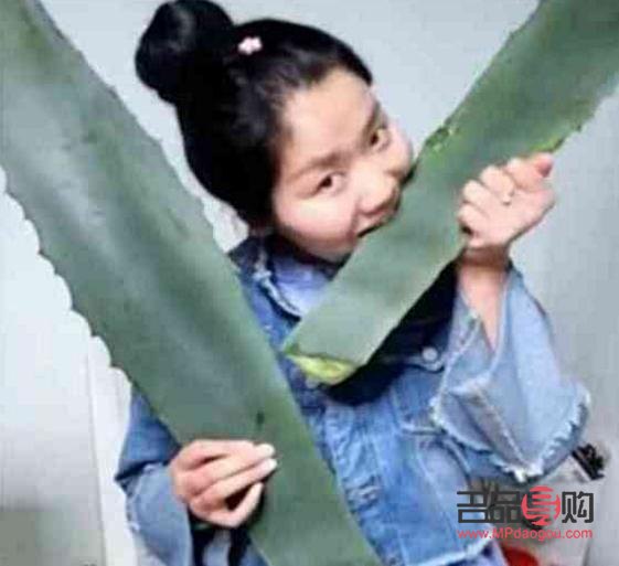 芦荟做美容可以吗(芦荟做美容可以吗有毒吗)