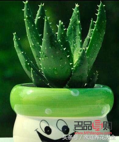 芦荟做美容可以吗(芦荟做美容可以吗有毒吗)