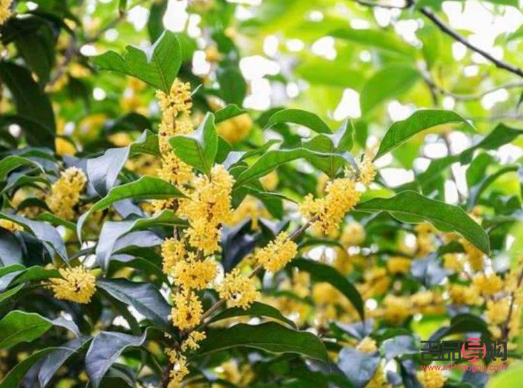 中医美容：古老智慧与现代美丽的交融