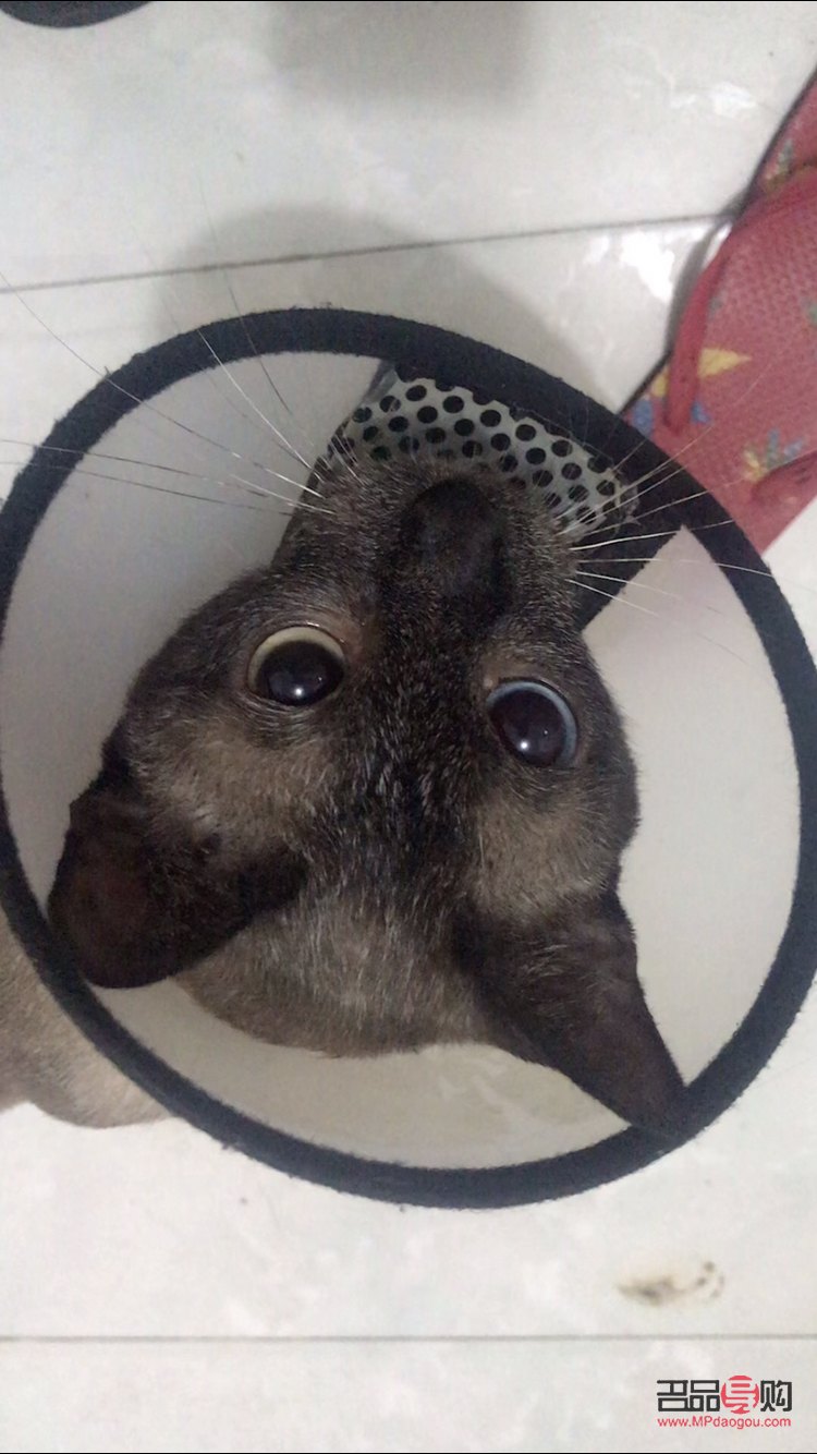 眼突出怎么治疗(眼突出怎么改善)