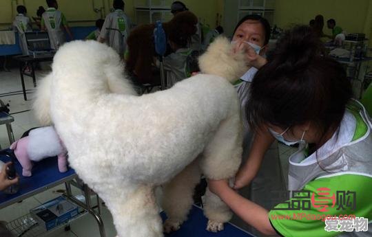 <h3>大型犬美容费用探究</h3>