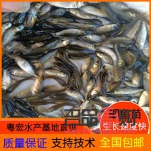 黄金市场行情价(黄金市场行情价格)