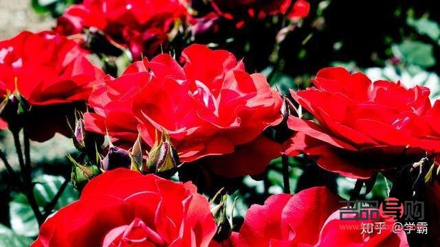 怎么要生日礼物(怎么要生日礼物比较好)