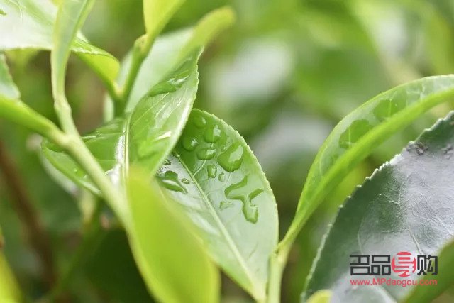 怎么养眼神(怎么养眼神经纤维细胞)