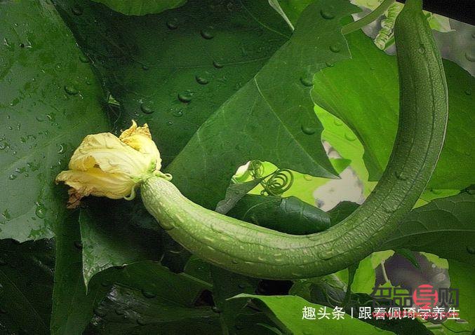 <h3>丝瓜的美容功效深度解析</h3>