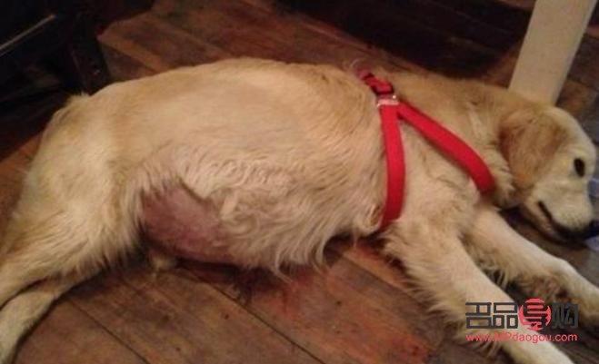 腹水狗的日常护理与健康管理