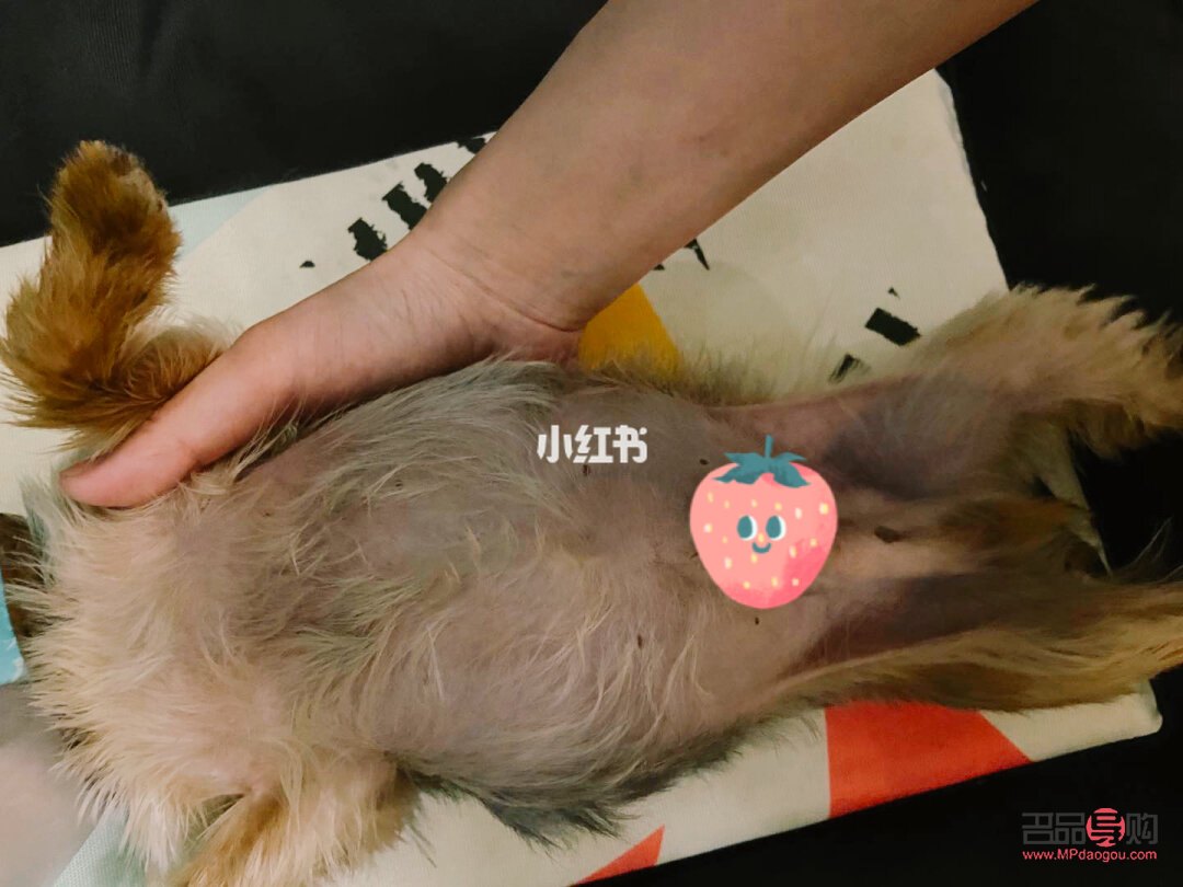 腹水狗的日常护理与健康管理