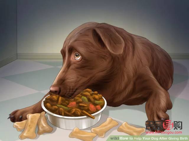 狗月子期间的身体护理