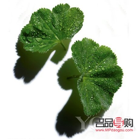 <h3>美容圣草大揭秘：这些草本植物让你的肌肤焕然一新</h3>