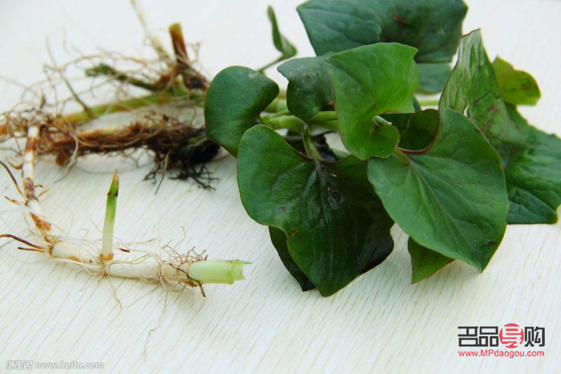 <h3>鱼腥草的美容功效探究</h3>