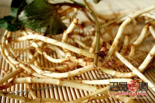 鱼腥草的美容功效探究