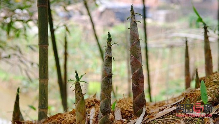 竹笋美容吗(竹笋能美容吗)