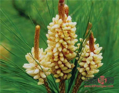 松花粉怎么做美容(松花粉怎么做美容效果好)