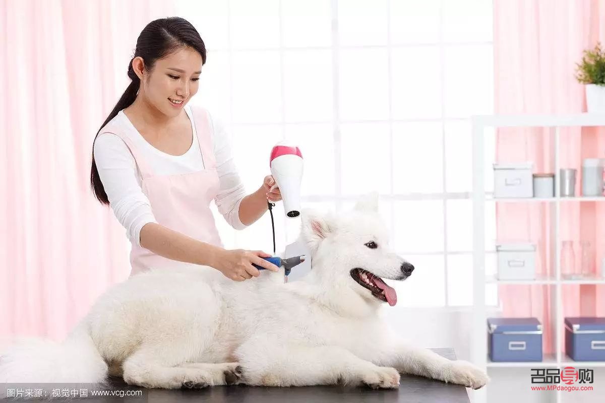 <h3>犬美容日语怎么说？学习犬美容专业术语与实用表达</h3>