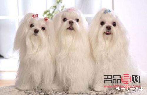 <h3>犬美容日语怎么说？学习犬美容专业术语与实用表达</h3>