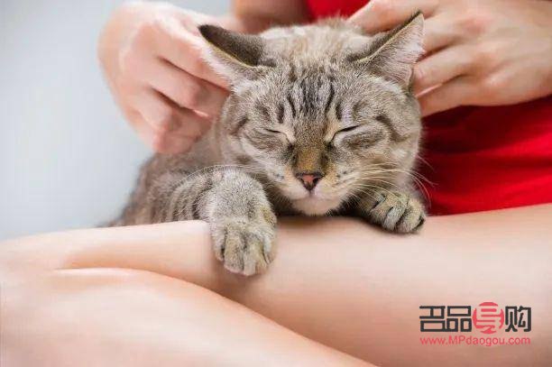 <h1>猫咪身体护理全攻略，让爱宠健康又靓丽</h1>