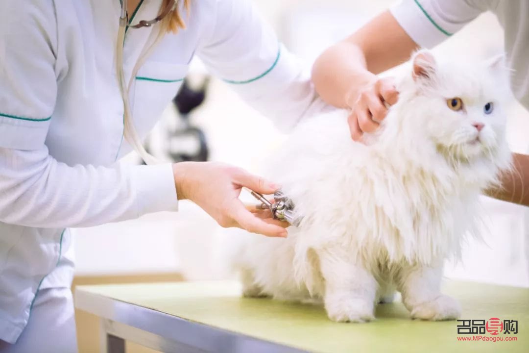 <h1>猫咪身体护理全攻略，让爱宠健康又靓丽</h1>