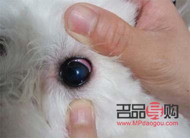 狗狗眼睛怎么画好看(狗狗眼睛怎么画好看又漂亮)