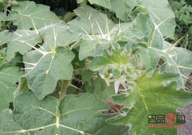 刺天茄美容吗(刺天茄美容吗有效果吗)