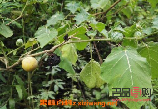 刺天茄美容吗(刺天茄美容吗有效果吗)