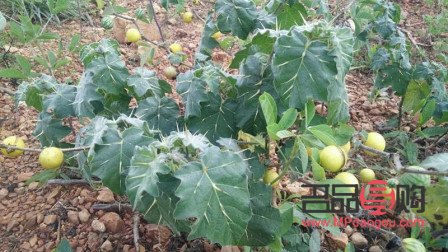 刺天茄美容吗(刺天茄美容吗有效果吗)