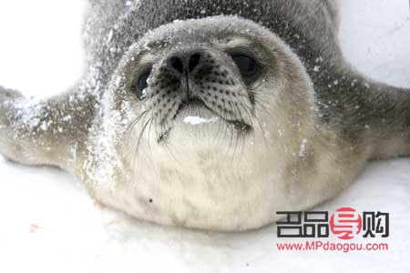 <h3>比熊犬美容全攻略</h3>