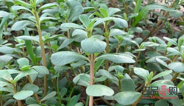 马齿笕怎么美容(马齿笕美容方法)