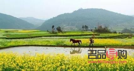 今日农业银行黄金价格(今日农业银行黄金价格查询)