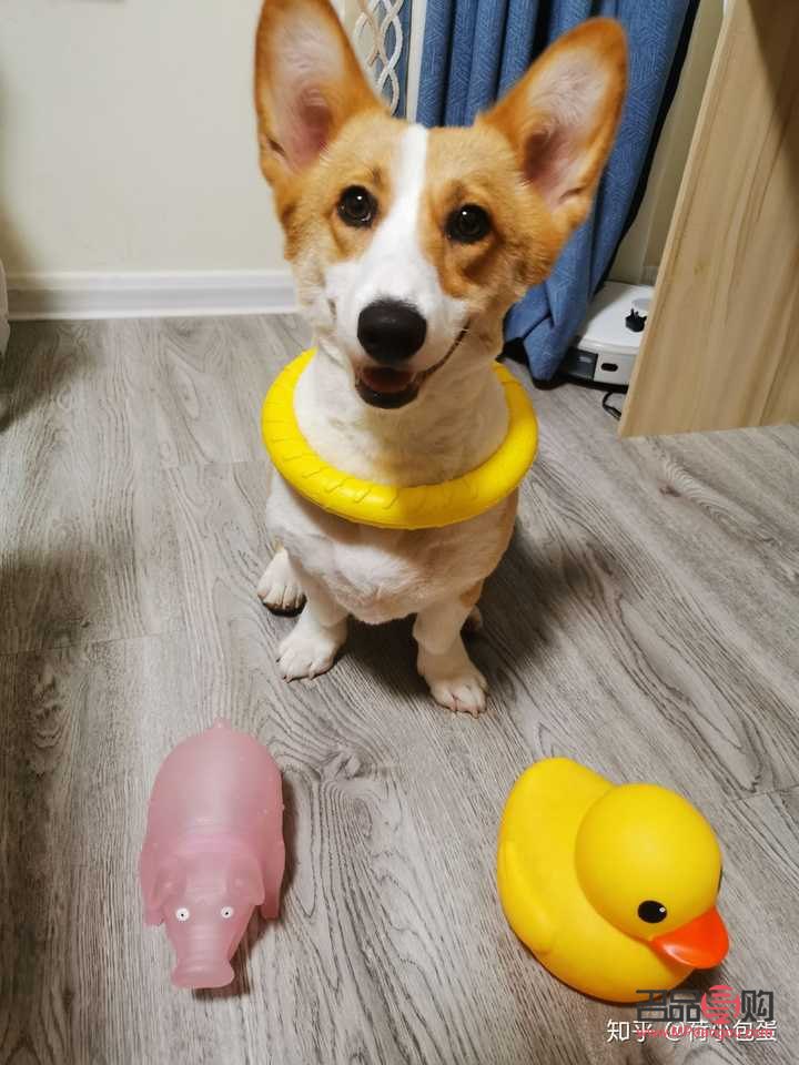 怎么给柯基护理身体(怎么给柯基护理身体视频)