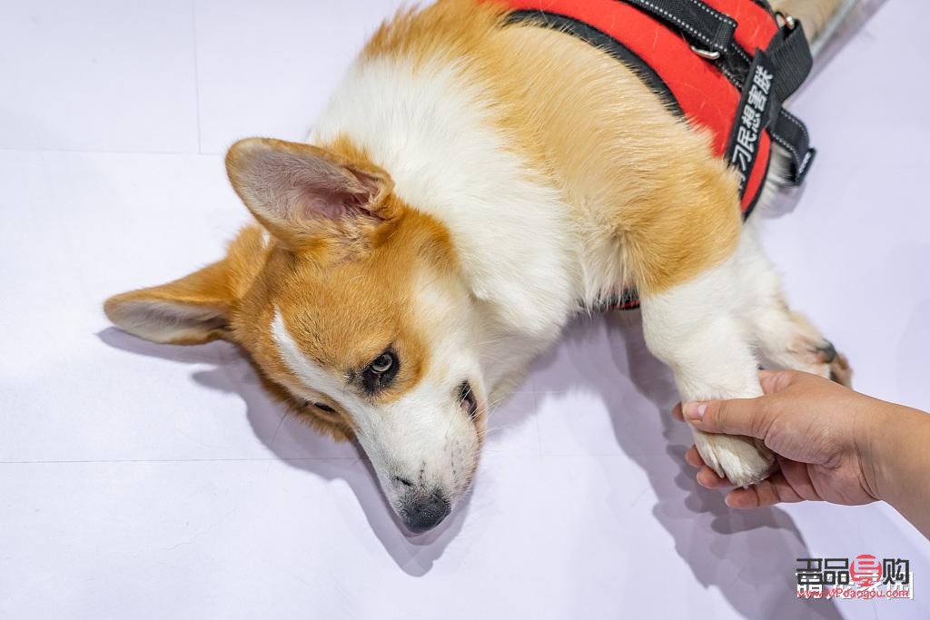怎么给柯基护理身体(怎么给柯基护理身体视频)